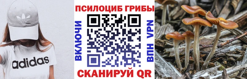 blacksprut сайт  Щёкино  Псилоцибиновые грибы Cubensis  где продают наркотики 